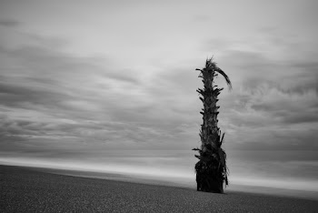 Black and White Coconut Tree