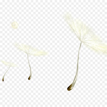 Black and white Dandelion - White dandelion 