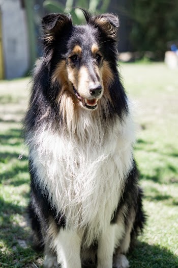 Black And White Dog