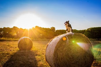 black and white dog on haystack during sunset