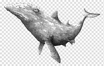 Black and white Drawing Illustration, Black and white sketch whale illustrator transparent background PNG clipart