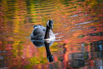 Black and White Duck on Body of Water