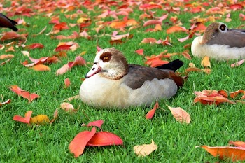 Black and White Duck on Green Grass Field during Daytime