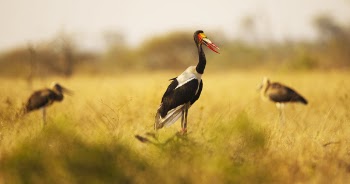 Black and White Ducks on Grass