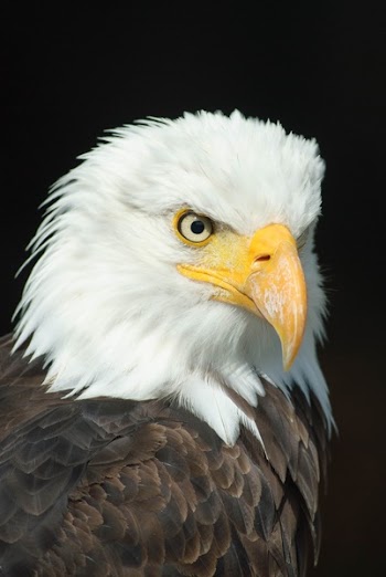 Black and White Eagle
