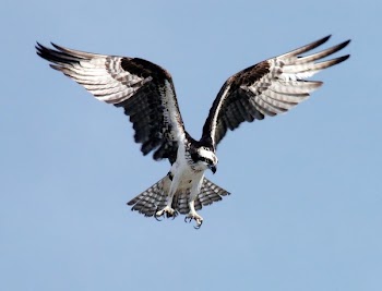 Black and White Eagle