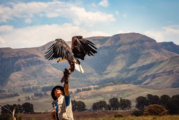 Black and White Eagle Near Man