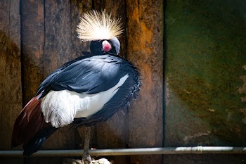 Black and White Fan Head Bird