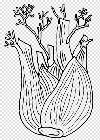 Black and white Fennel Vegetarian cuisine Vegetable Drawing, vegetable transparent background PNG clipart