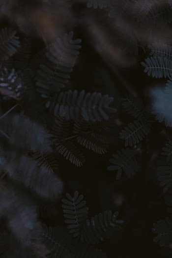 Black and White Fern Leaves
