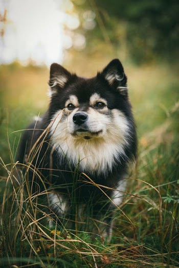 Black and White Finnish Lapphund Standing on Tall Grasses