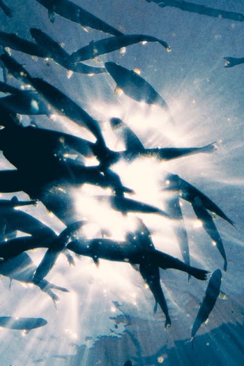 Black and White Fish in Water · Free Stock Photo