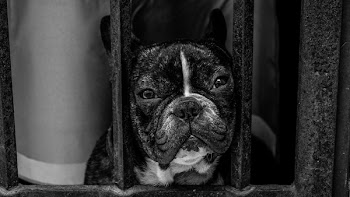 Black and White French Bulldog