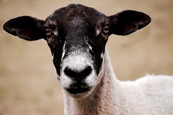 Black and White Goat
