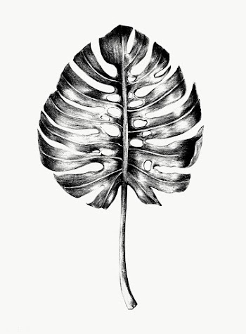 Black and white hand colored monstera leaf overlay | Free  transparent png - 2340637
