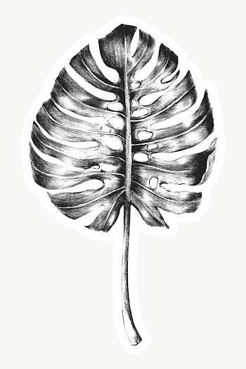 Black and white hand colored monstera leaf sticker overlay with white .. | Free  transparent png - 2340631