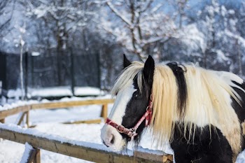 Black and White Horse