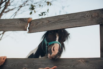 Black And White Horse 