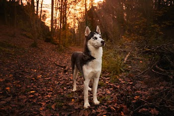 Black and White Husky Standing on Brown Leaves Near Trees
