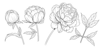 black and white ink  illustration of a peony flowers