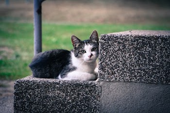 Black and White Kitten Lying on Gray Concrete Stair