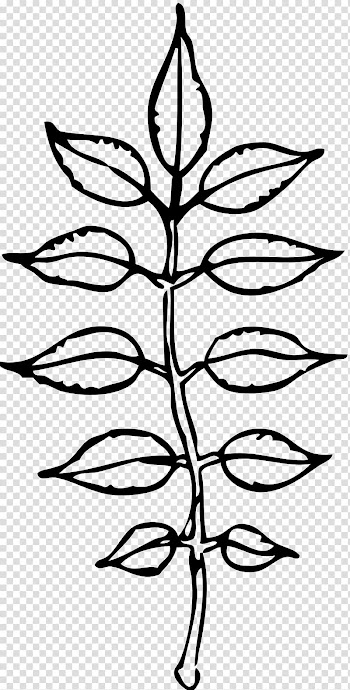 Black and white Leaf , Leaf transparent background PNG clipart