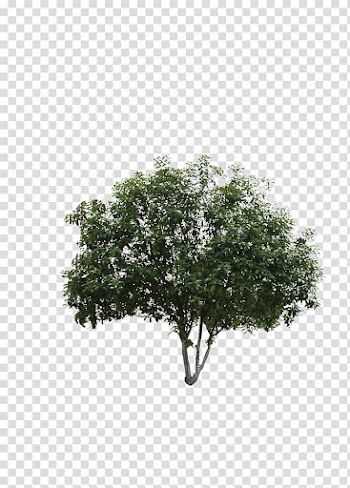 Black and white Leaf Shrub Pattern, tree transparent background PNG clipart