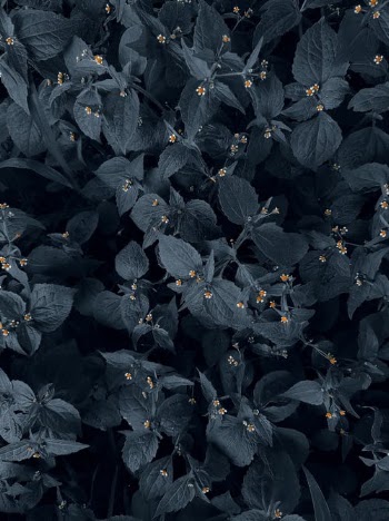 Black and White Leaves on the Ground · Free Stock Photo