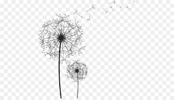 Black and white line drawing vector dandelion 