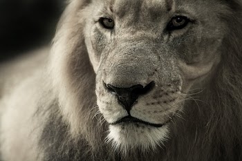 Black and White Lion Photograph