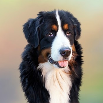 Black and White Long Coat Dog