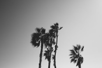 Black And White Look To The Trees