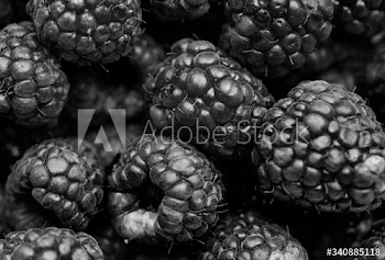 Black and white macro shot of raspberry background