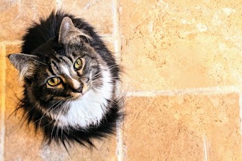 Black and White Maine Coon Cat