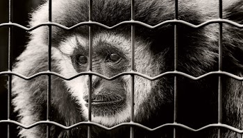 Black and White Monkey