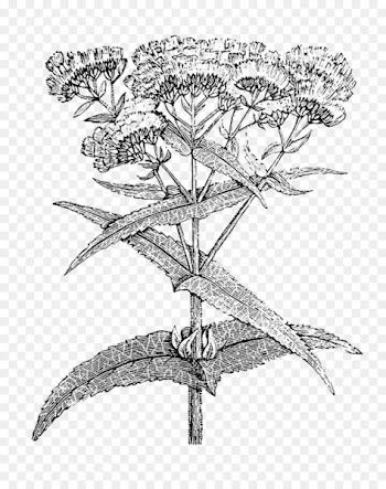 Black and white Monochrome photography Visual arts - botanical flowers 