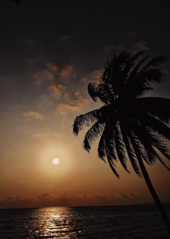 Black and White Palm Tree