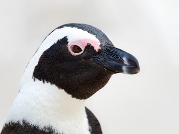 Black and White Penguin