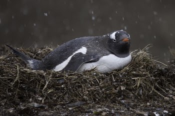Black and White Penguin