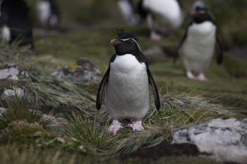 Black And White Penguin