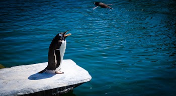 Black and White Penguin Standing on Gray Rock Near Body of Water