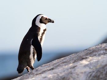 Black And White Penguin Standing On Stone