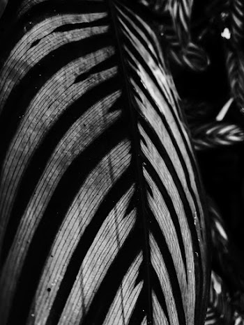 Black and White Photo Of A Leaf