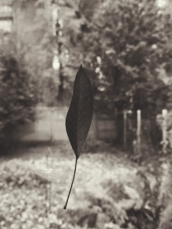 Black And White Photo Of Leaf 