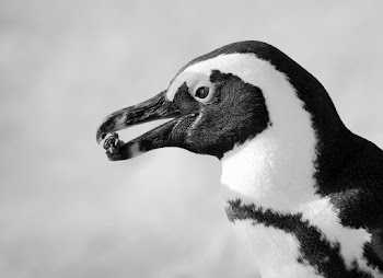 Black And White Photo Of Penguin