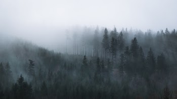 Black and White Photography of Trees on a Foggy Day  