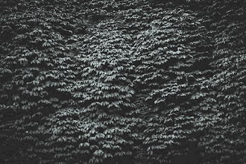 black and white photol leaves