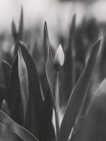 Black and White Picture of Tulip · Free Stock Photo