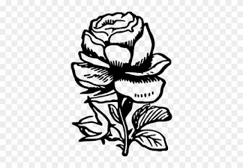 Black And White Rose - Black And White Rose Drawing Png