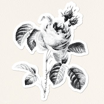 Black and white rose drawing style sticker illustration with white bor.. | Free  illustration - 2340640